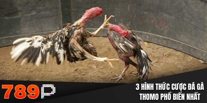 3  hình thức cược đá gà Thomo phổ biến nhất