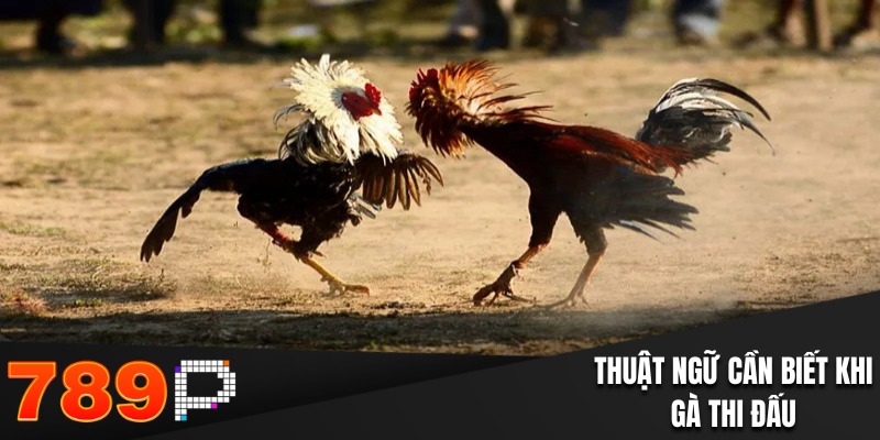 Các khái niệm cần nhớ trong quá trình gà thi đấu