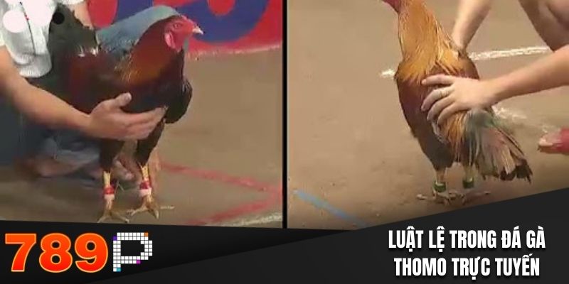Luật lệ trong đá gà Thomo trực tuyến