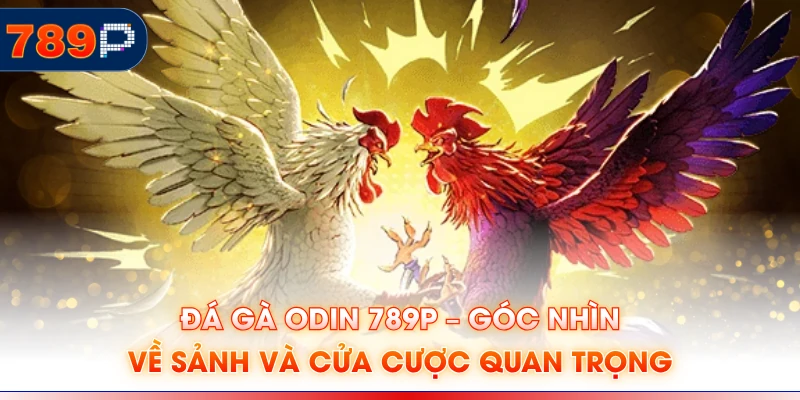 Đá gà Odin 789P – Góc Nhìn Về Sảnh Và Cửa Cược Quan Trọng