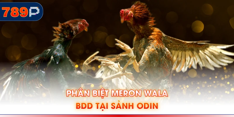 Phân biệt Meron Wala BDD tại sảnh Odin